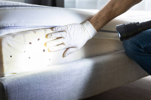 Best Bed Bug Extermination  in Ilion, NY