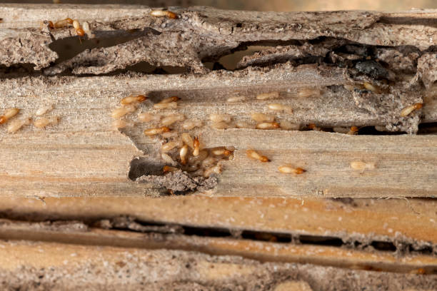 Best Emergency Pest Control  in Ilion, NY